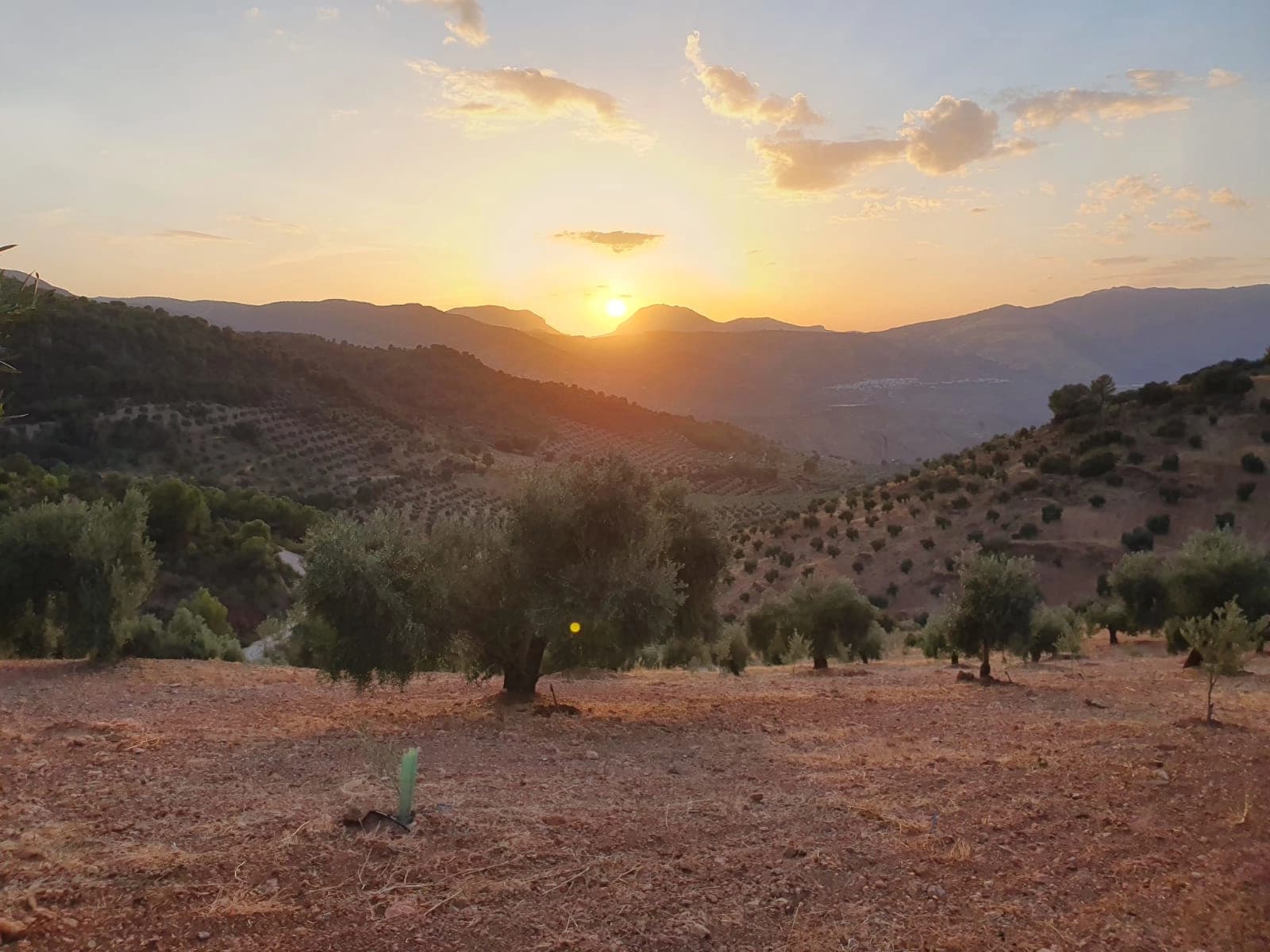 Le domaine PICORIA en été