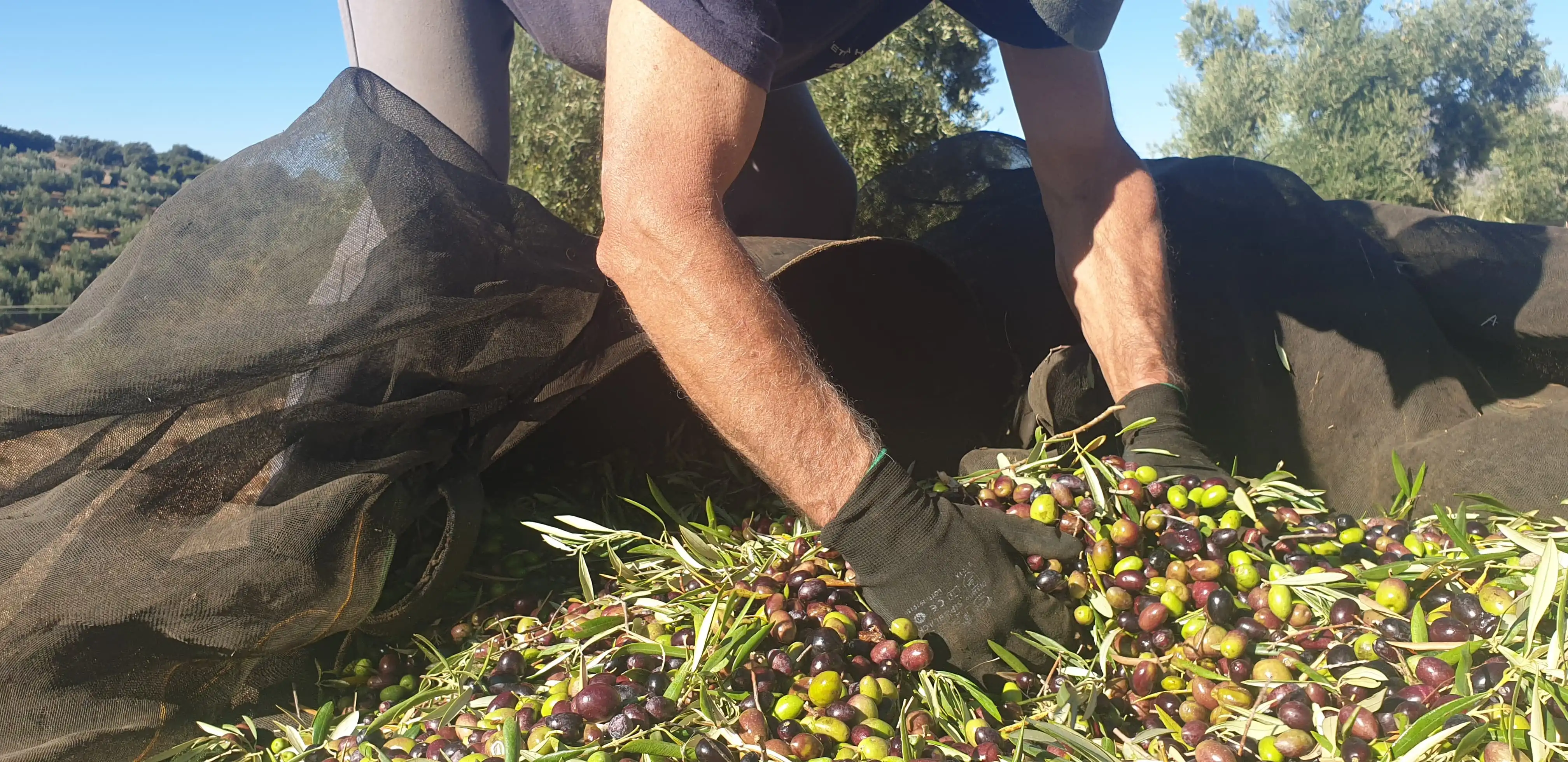 Marco Martos Encinas, cinquième génération, et les olives fraîchement récoltées