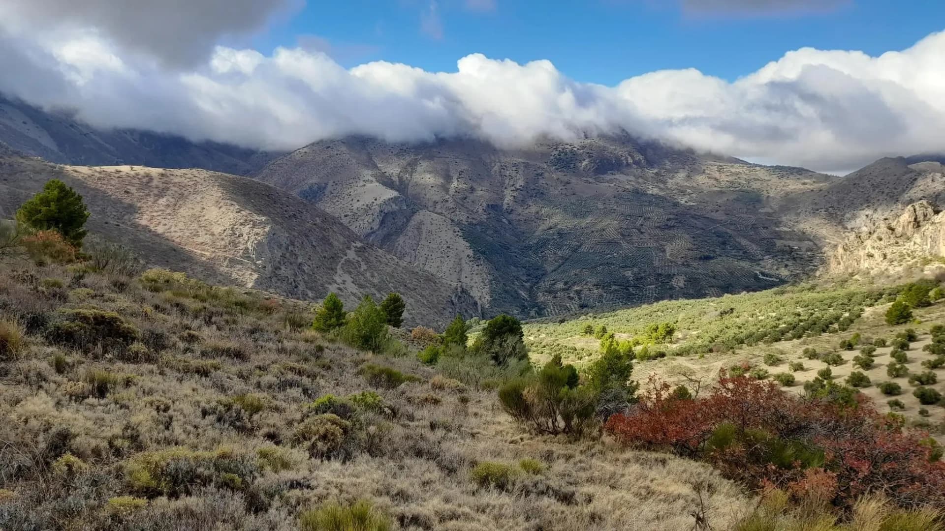Le paysage du Domaine PICORIA dans la Sierra Mágina