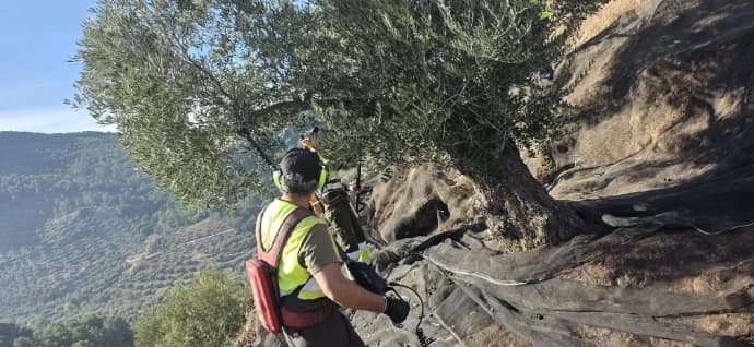 The olive trees