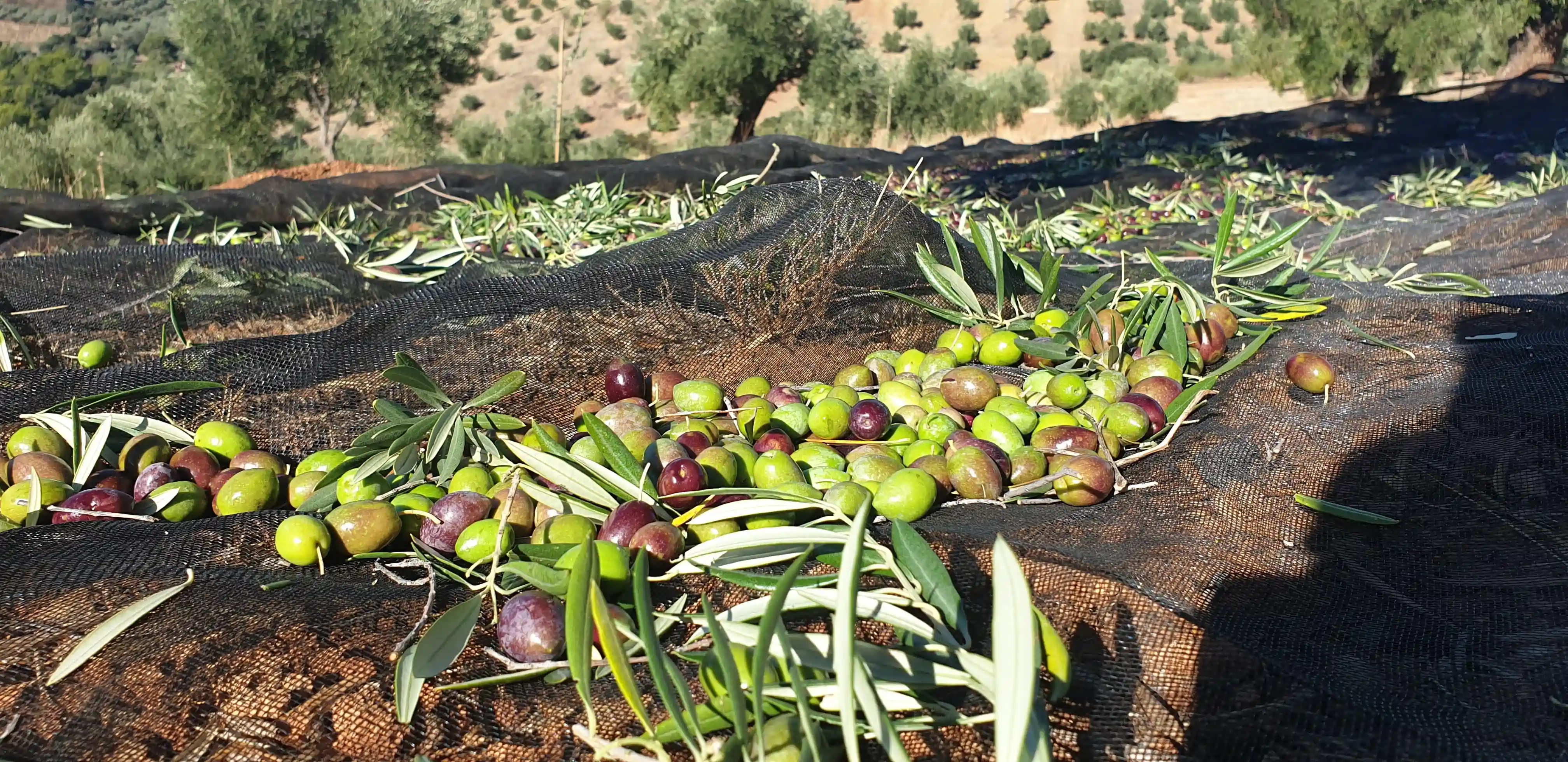 Oliviers du Domaine PICORIA en automne, à l'heure de la récolte