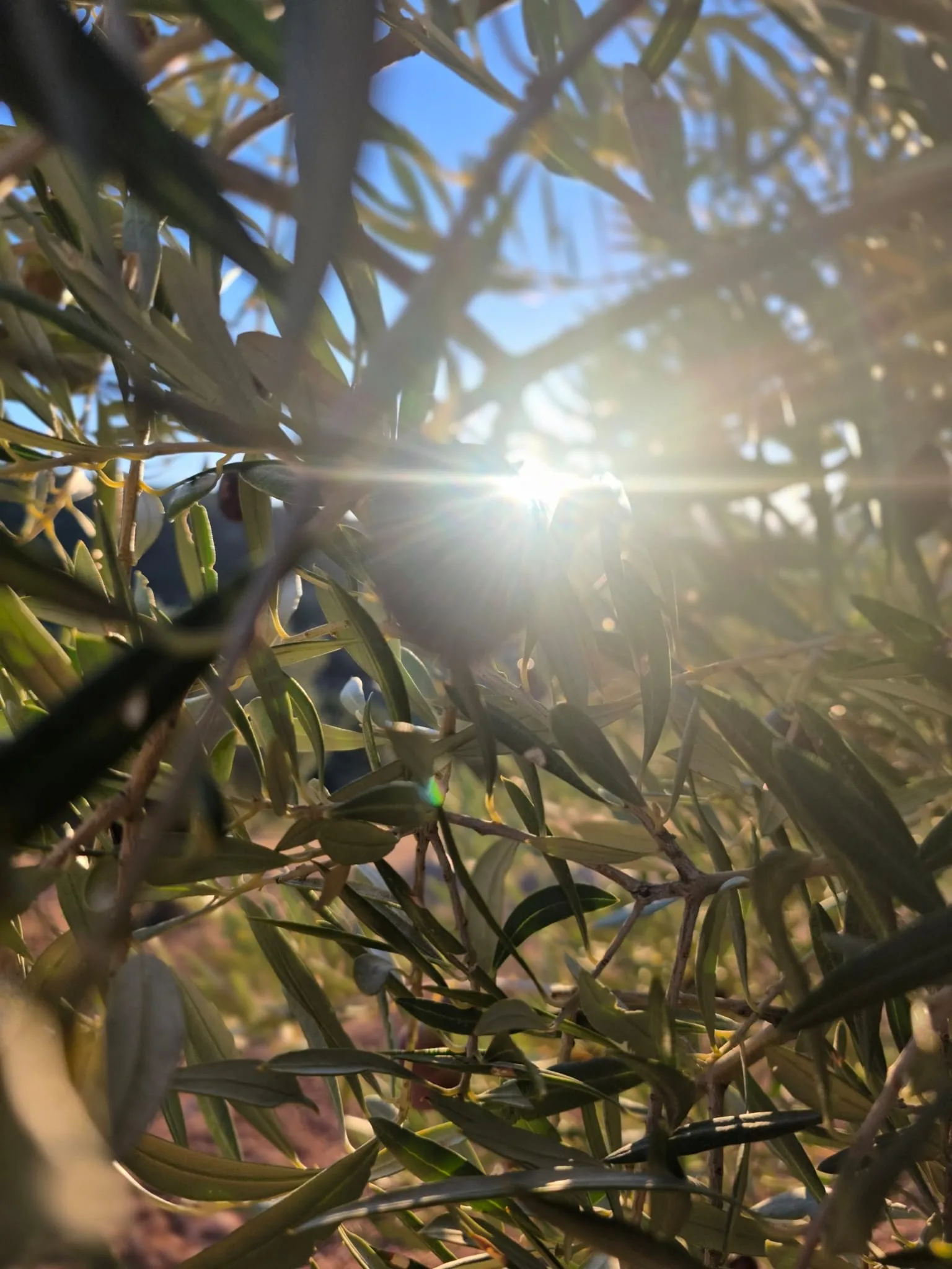 Soleil perçant à travers les oliviers de la Sierra Mágina