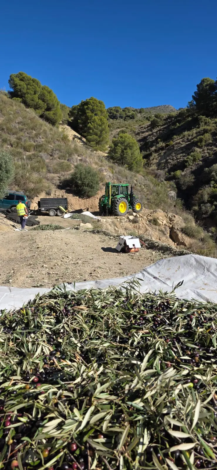 Olives Picual rassemblées sur une bâche de récolte