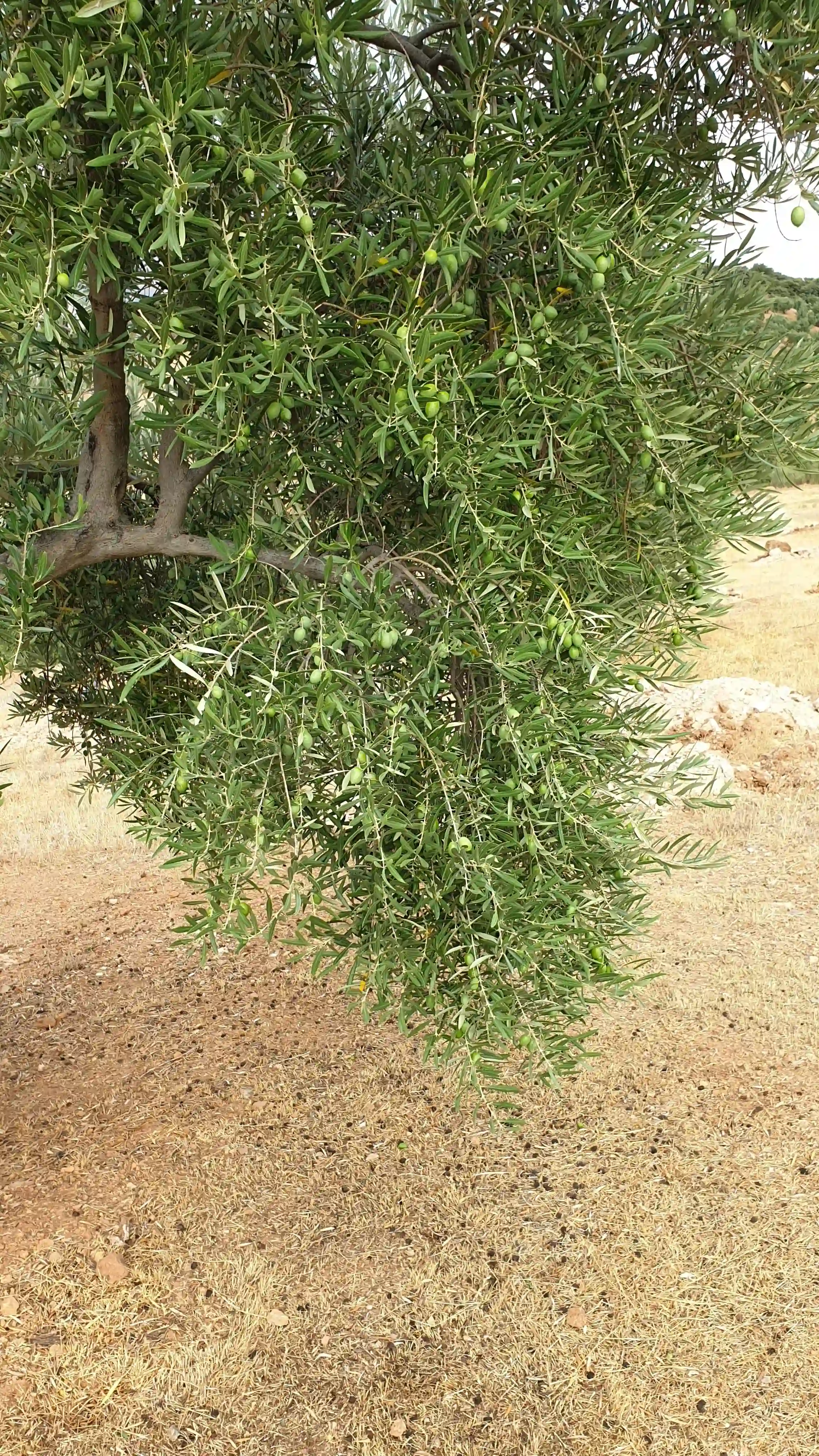 Branche d'olivier chargée d'olives Picual