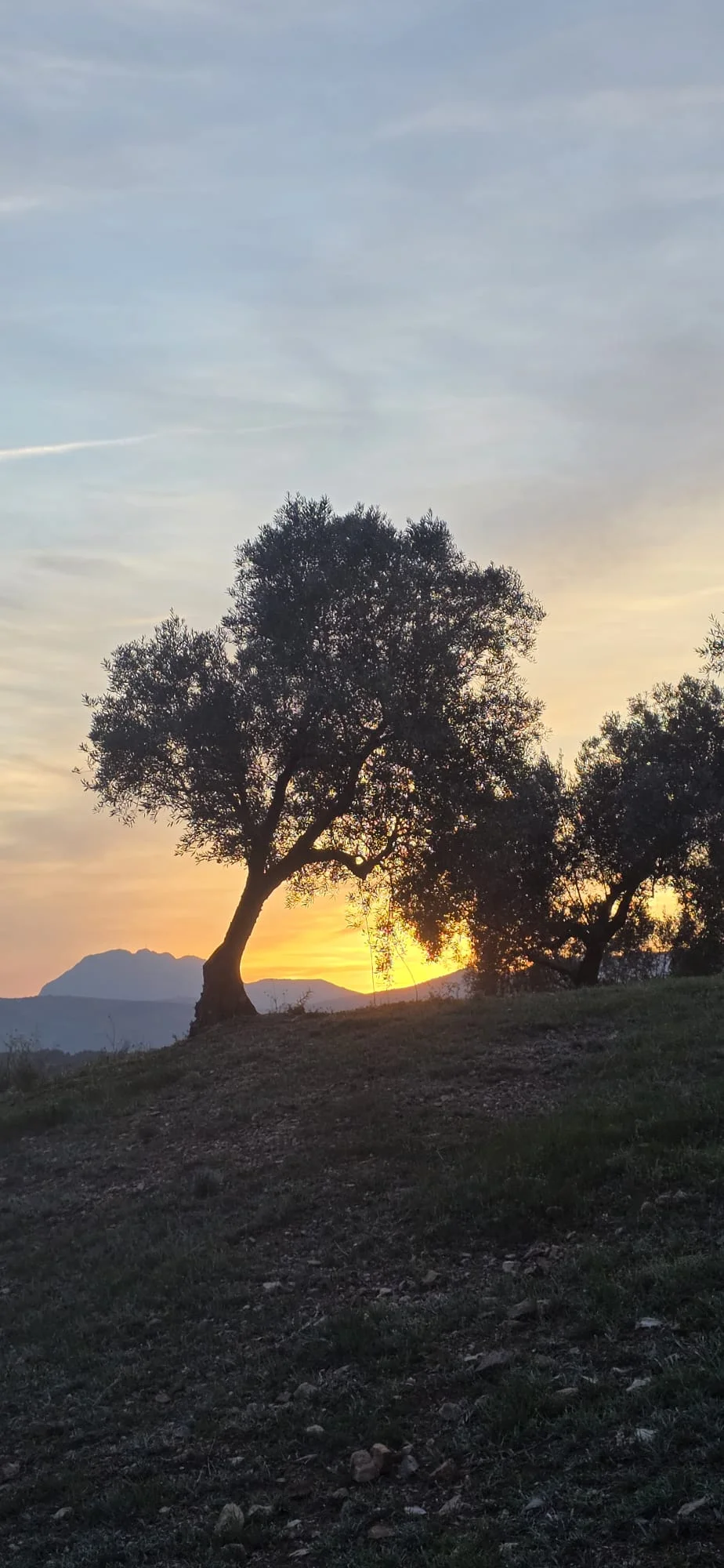 Olivier se découpant sur un ciel de coucher de soleil