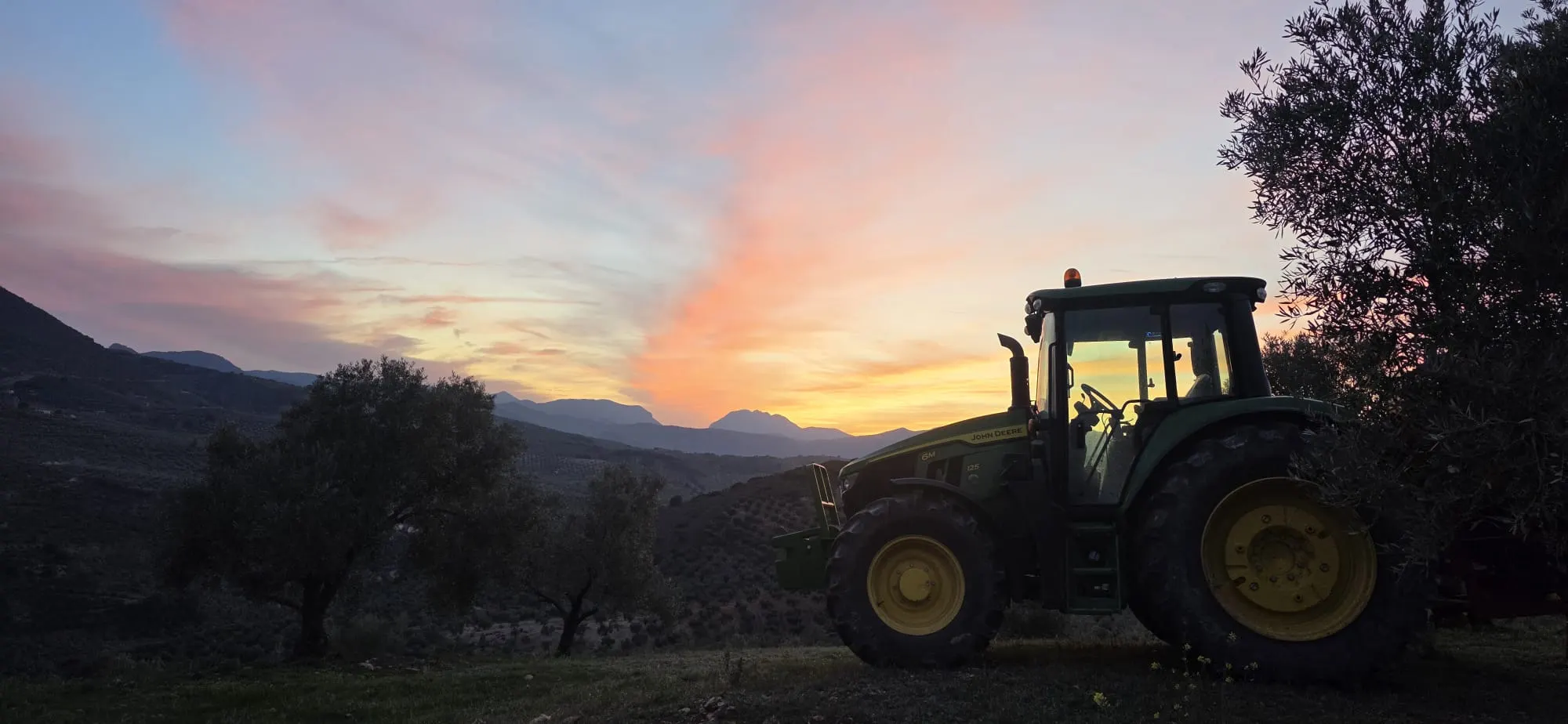 Tracteur travaillant l'oliveraie au crépuscule