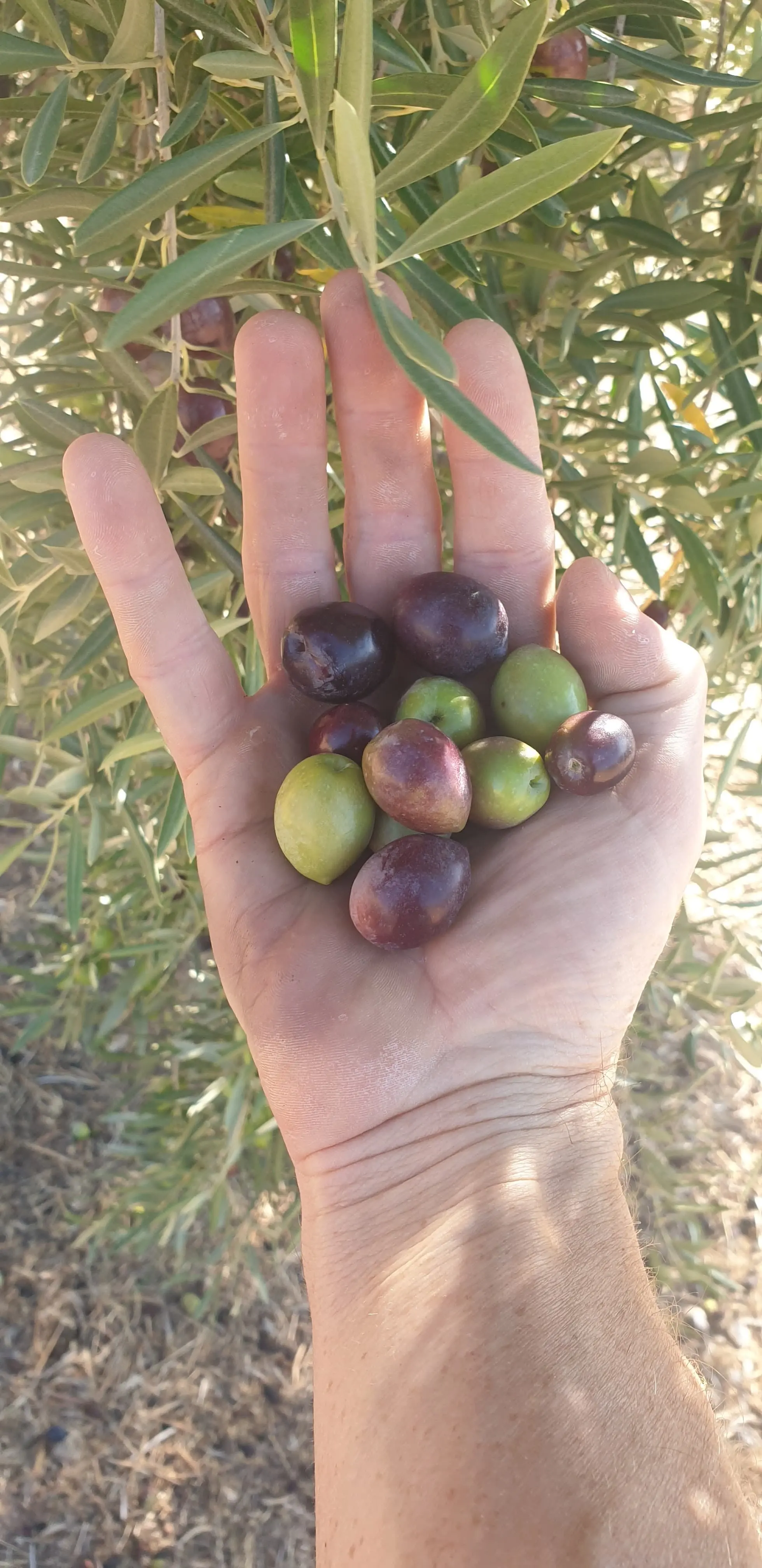 Mains tenant des olives Picual fraîchement cueillies