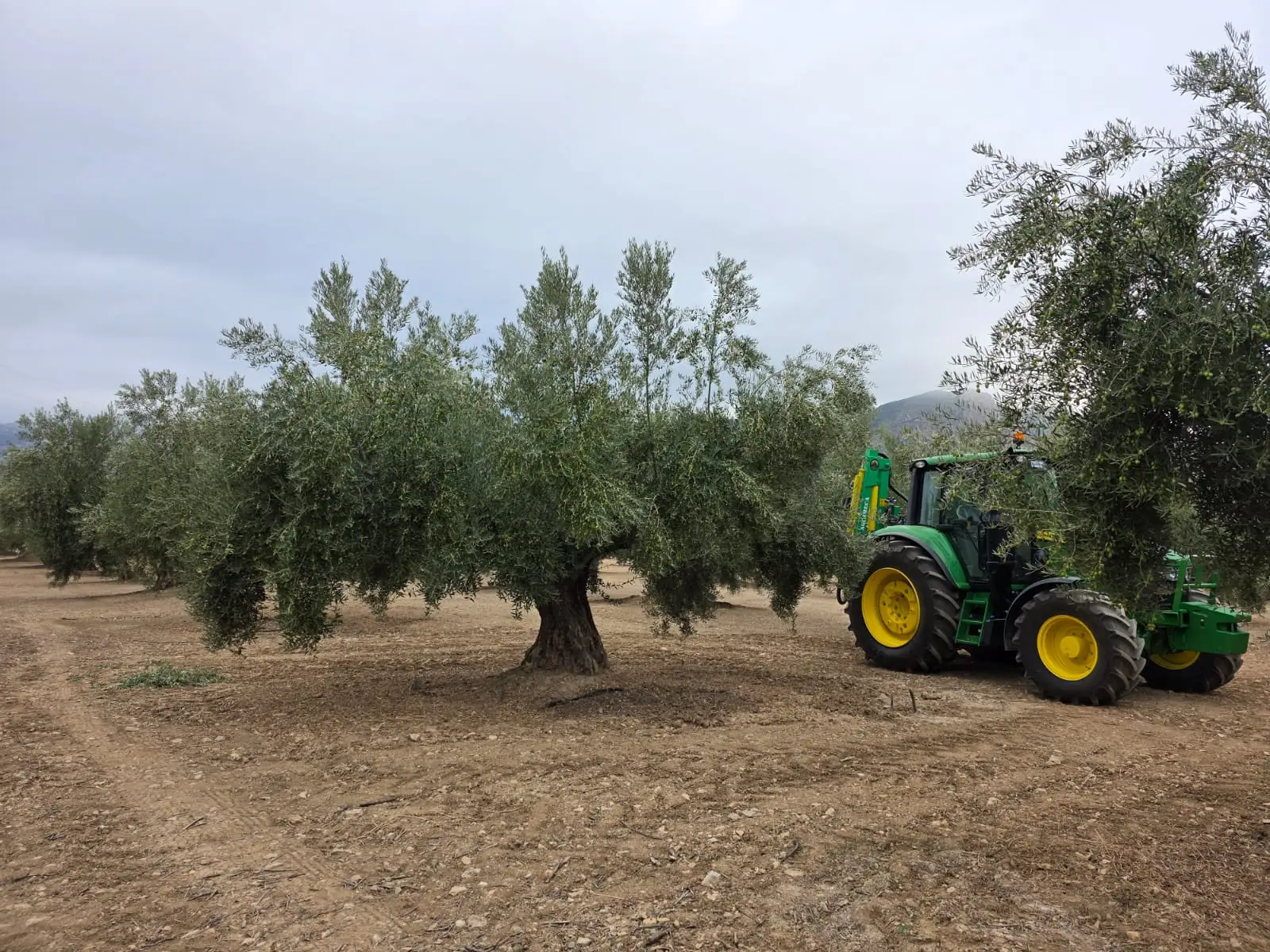 Tracteur parcourant l'oliveraie en pente de la Sierra Mágina