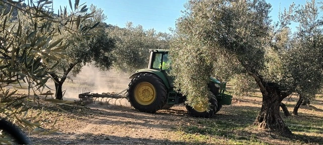 Tracteur au milieu des rangs d'oliviers du domaine