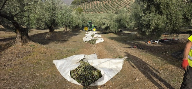 Olives Picual fraîchement récoltées sur une bâche