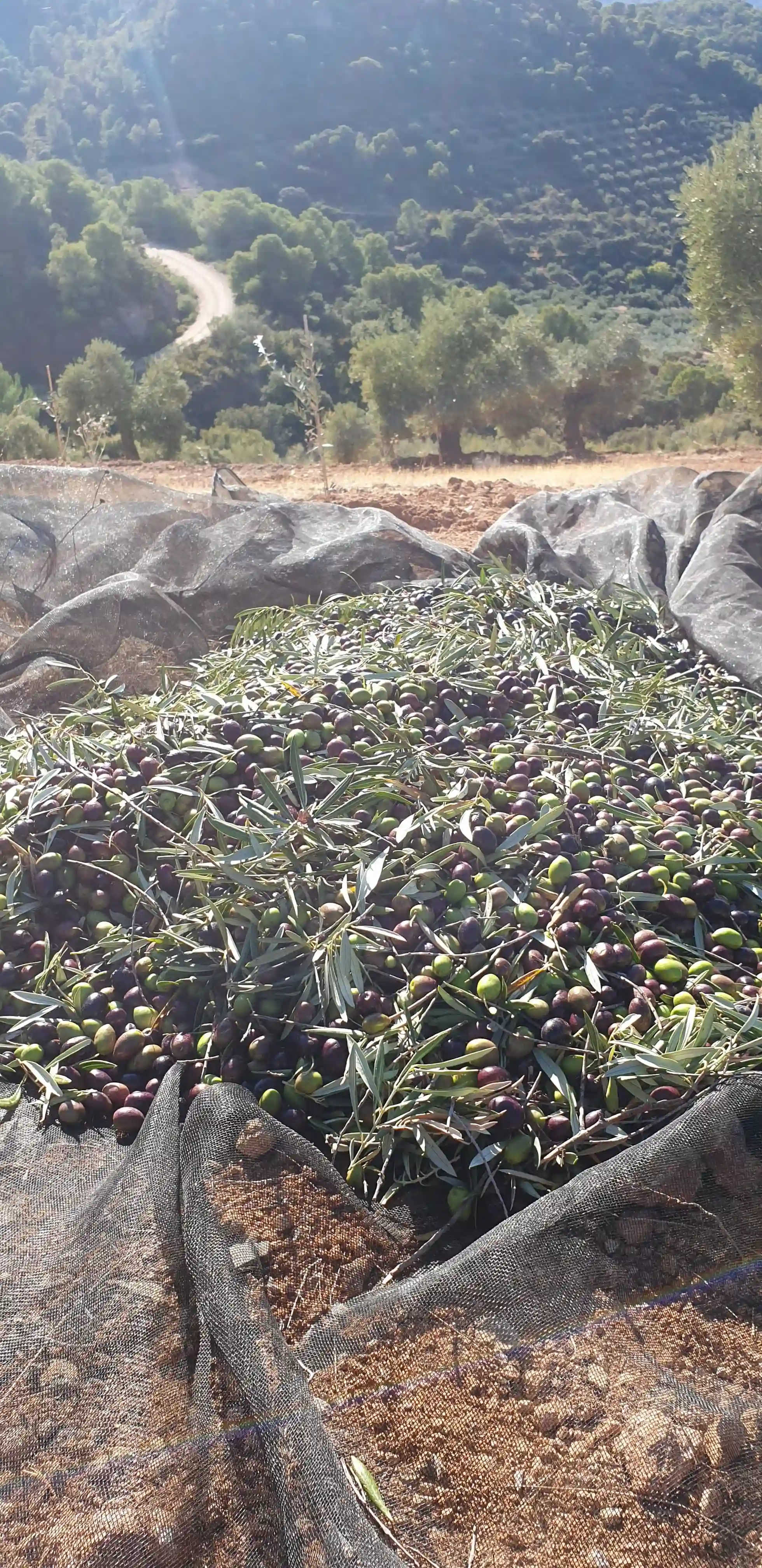 Récolte des olives Picual sur filets traditionnels