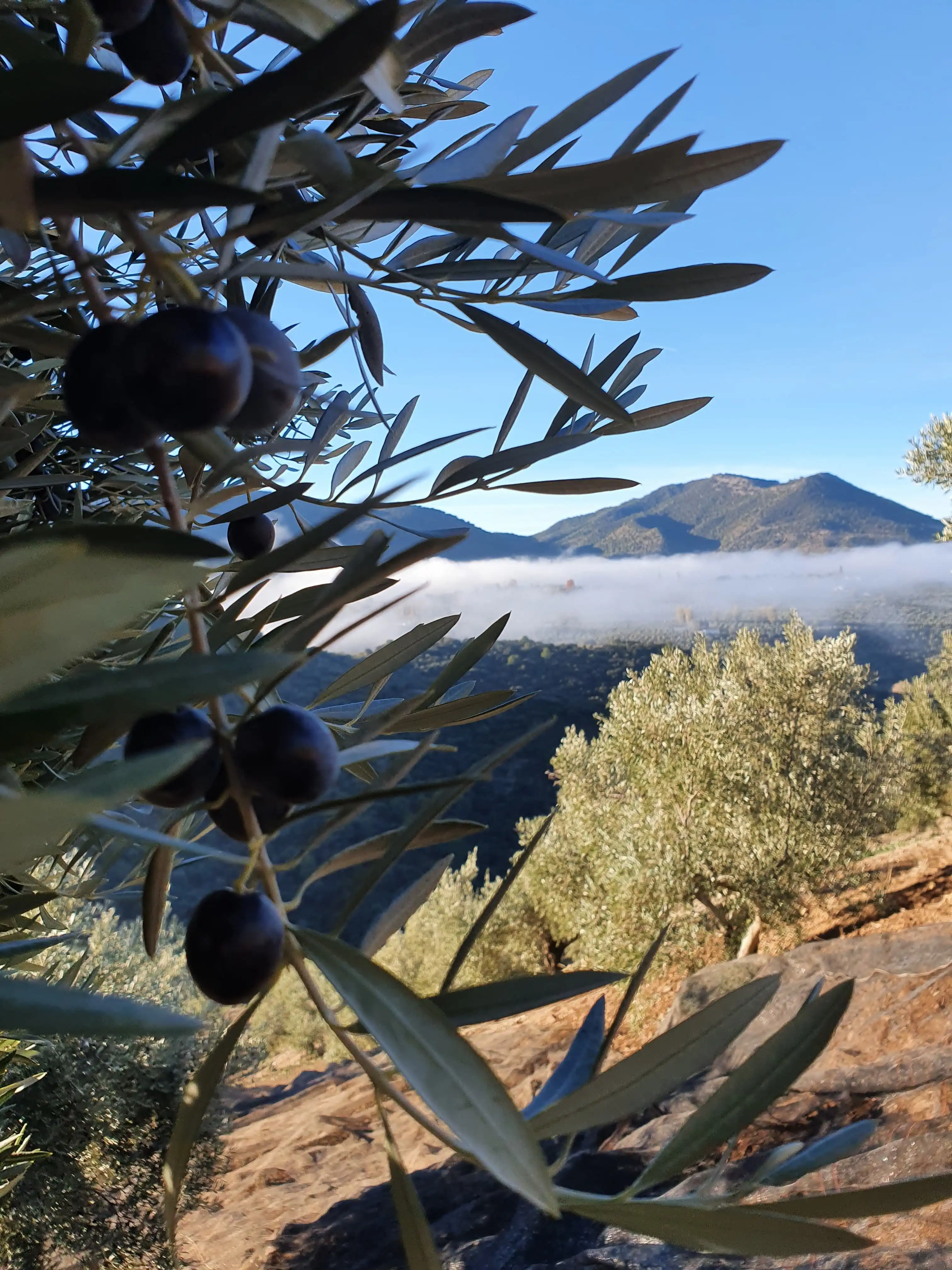 Olives Picual sur fond de montagnes de la Sierra Mágina