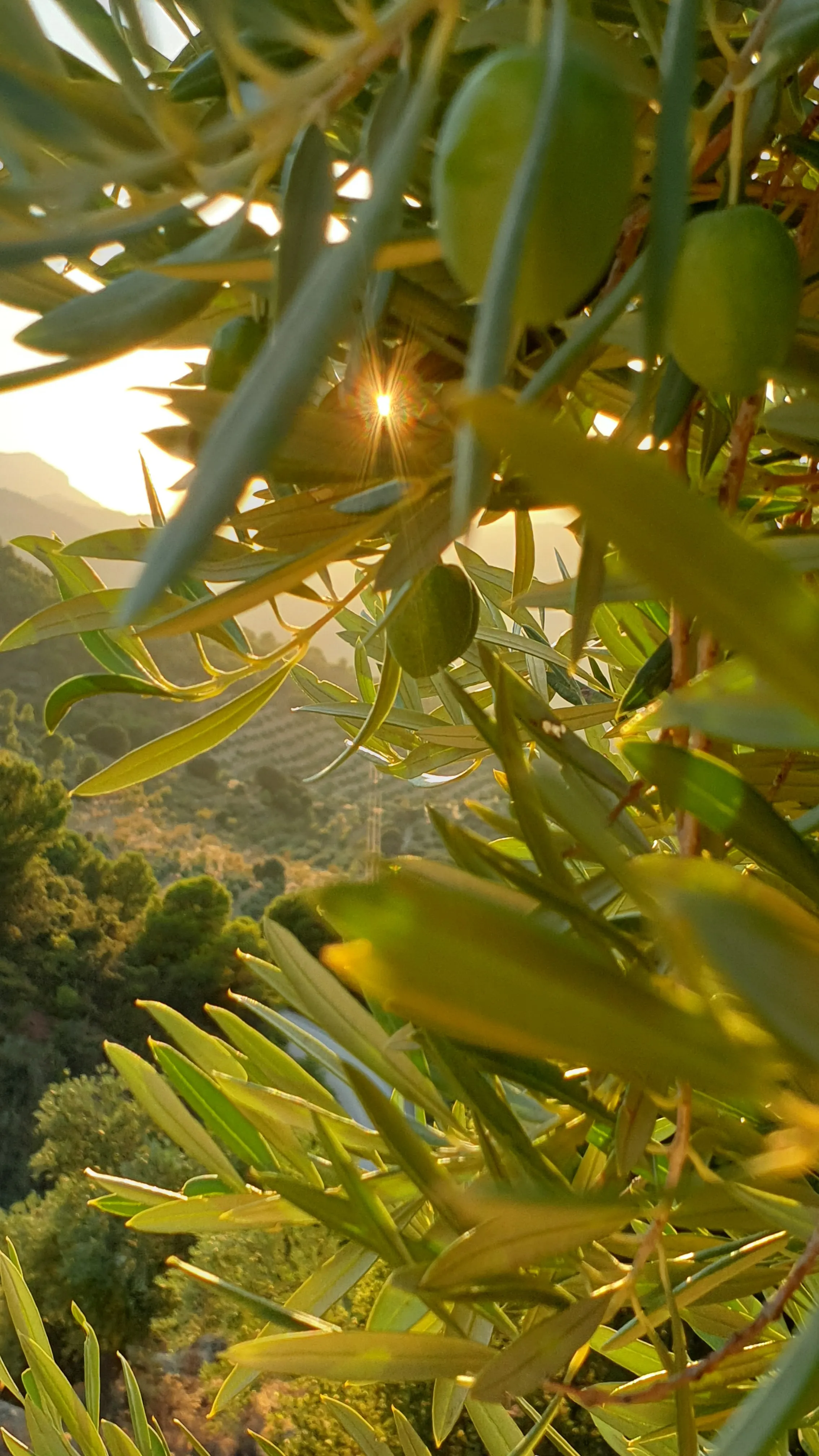 Oliviers du domaine au soleil couchant