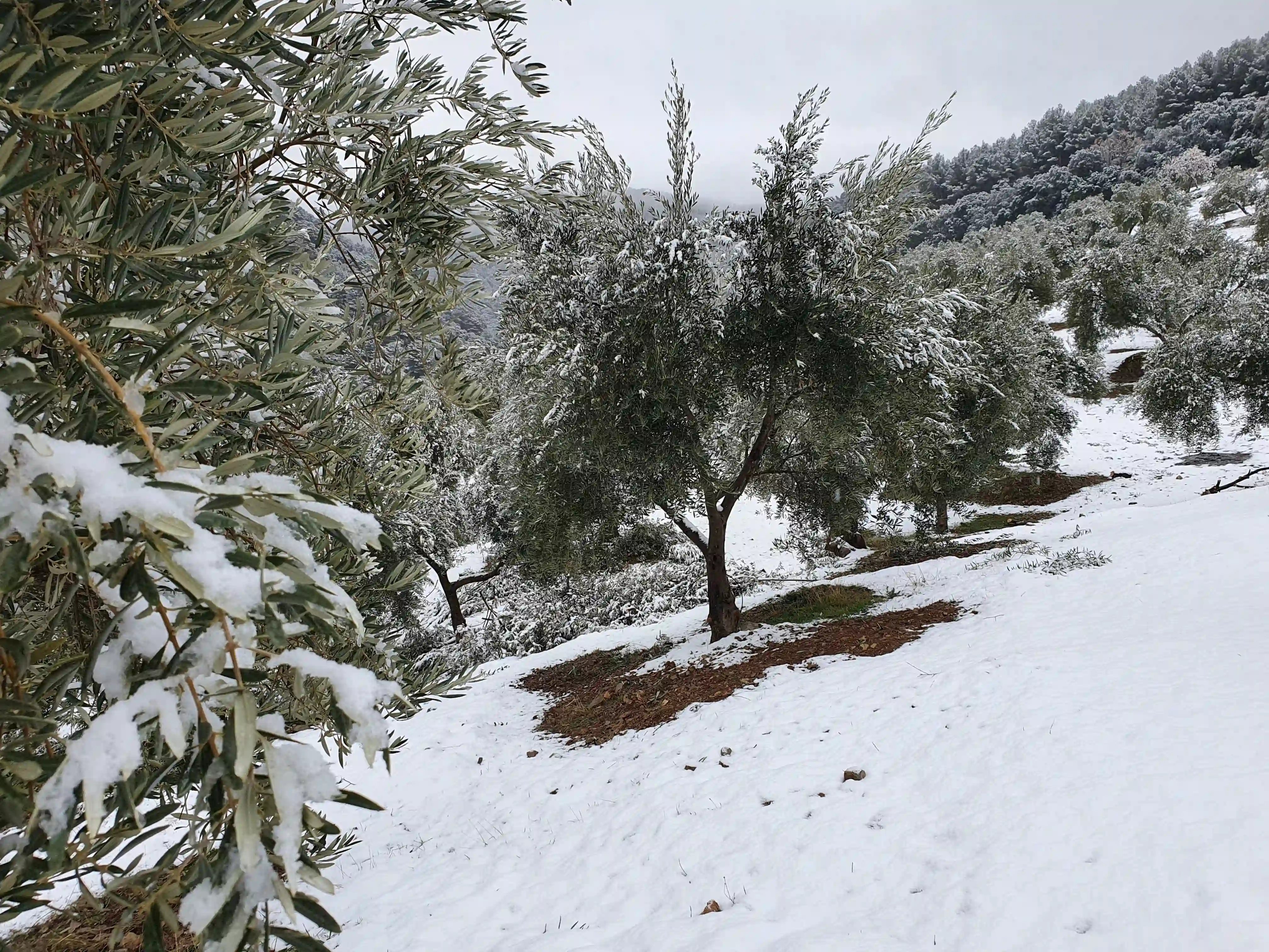 Oliveraie enneigée sous la lumière d'hiver en Sierra Mágina