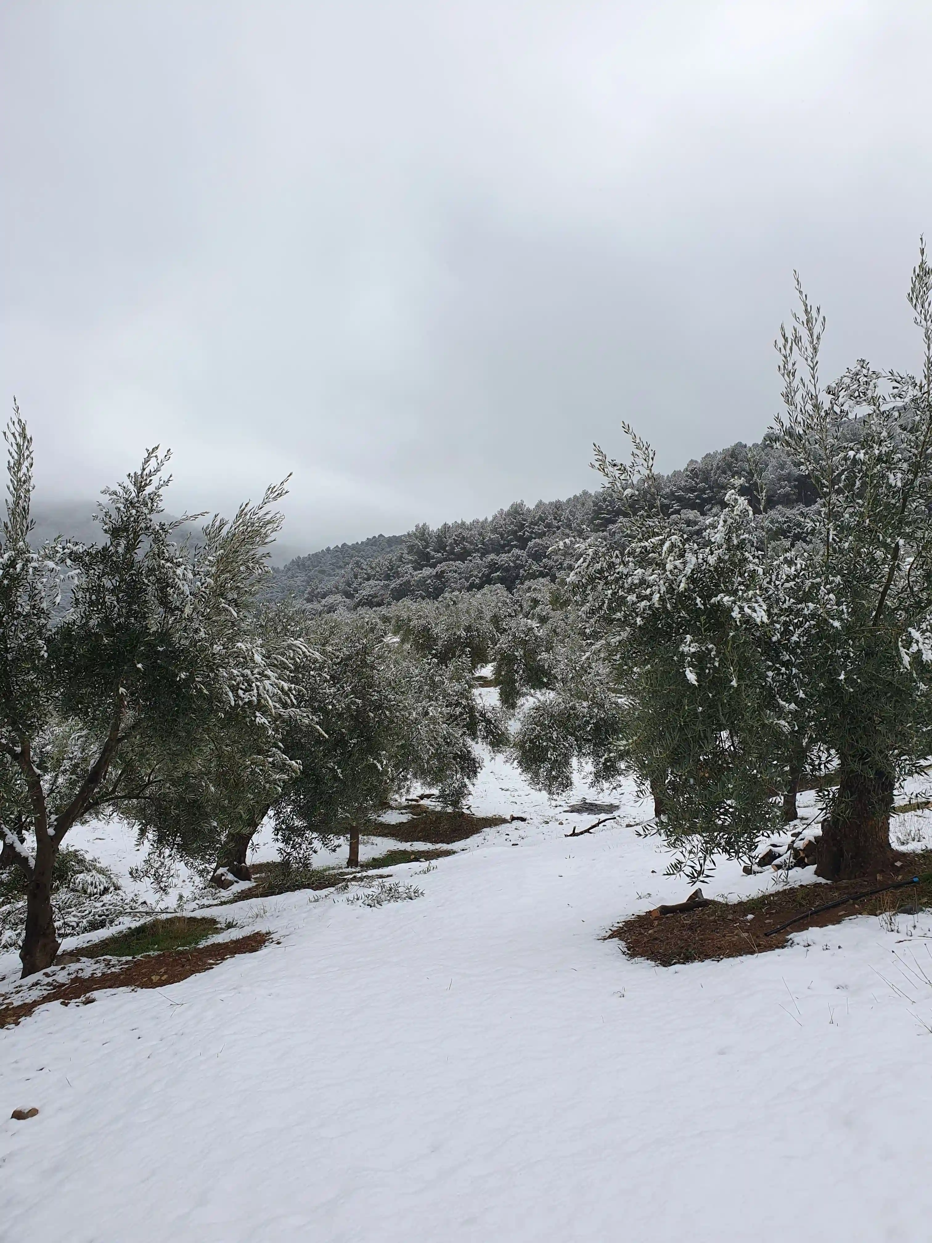Oliviers sous le ciel d'hiver de la Sierra Mágina
