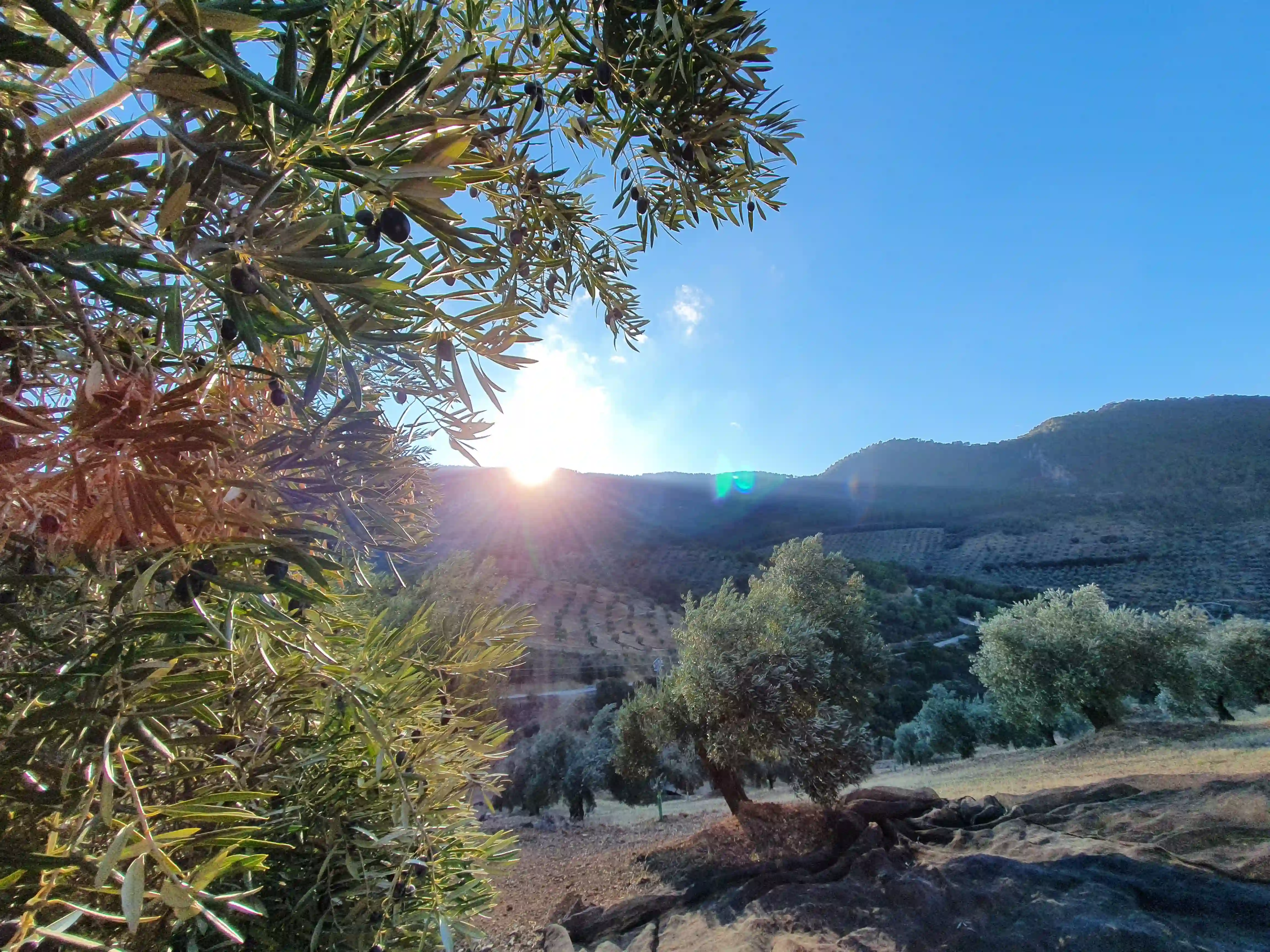 Oliveraie de la Sierra Mágina baignée de soleil au lever du jour