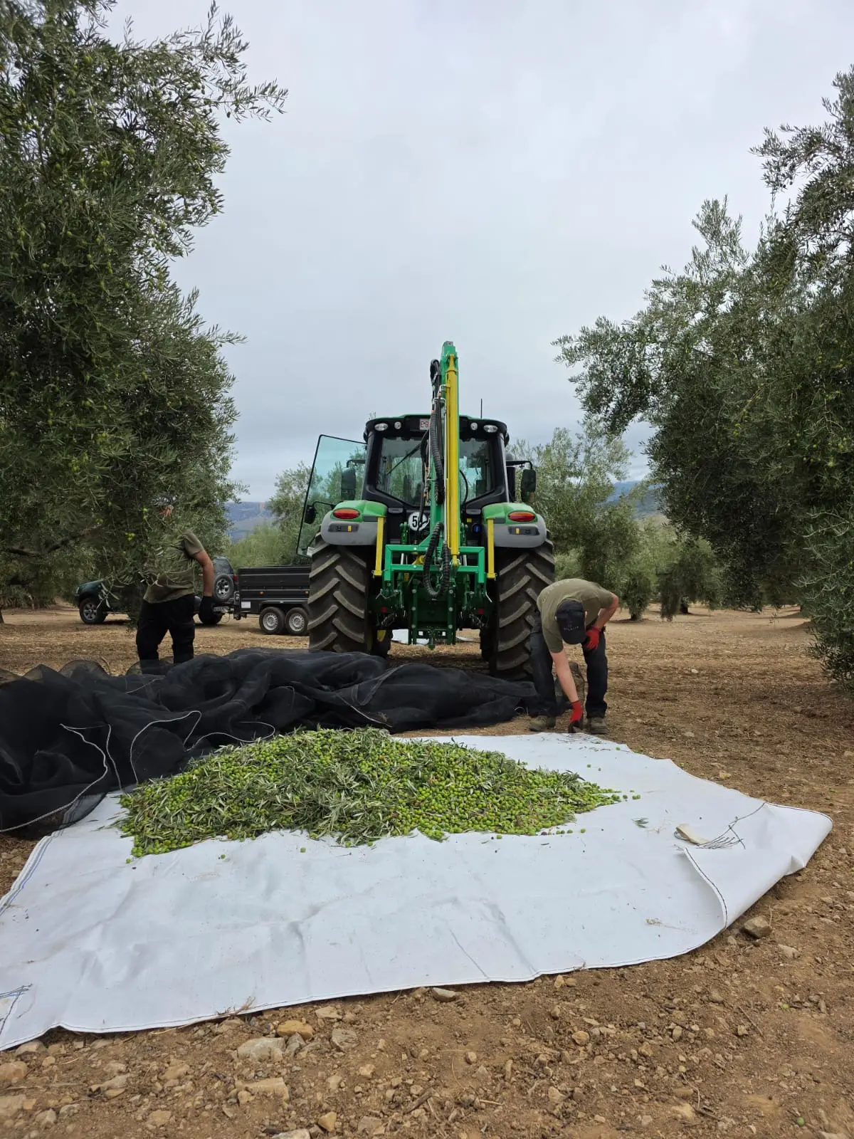 Olives Picual récoltées rassemblées sur la bâche