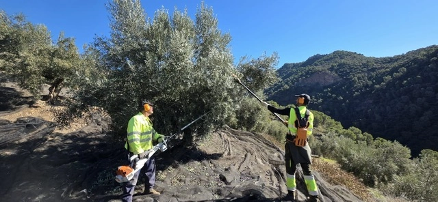 L'équipe du Domaine Picoria récoltant les olives au râteau