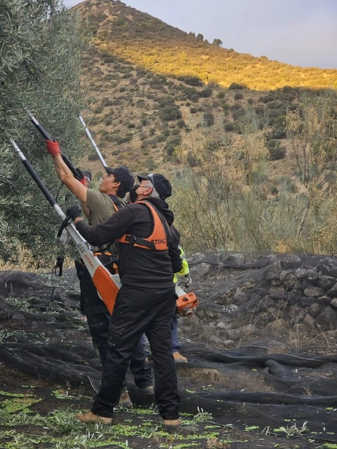 L'équipe du Domaine Picoria récoltant les olives à la main