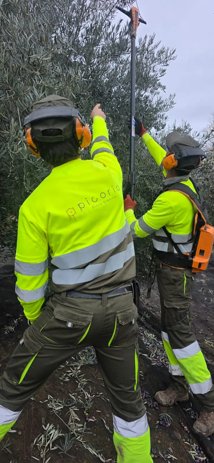L'équipe du Domaine Picoria rassemblée pour la cueillette