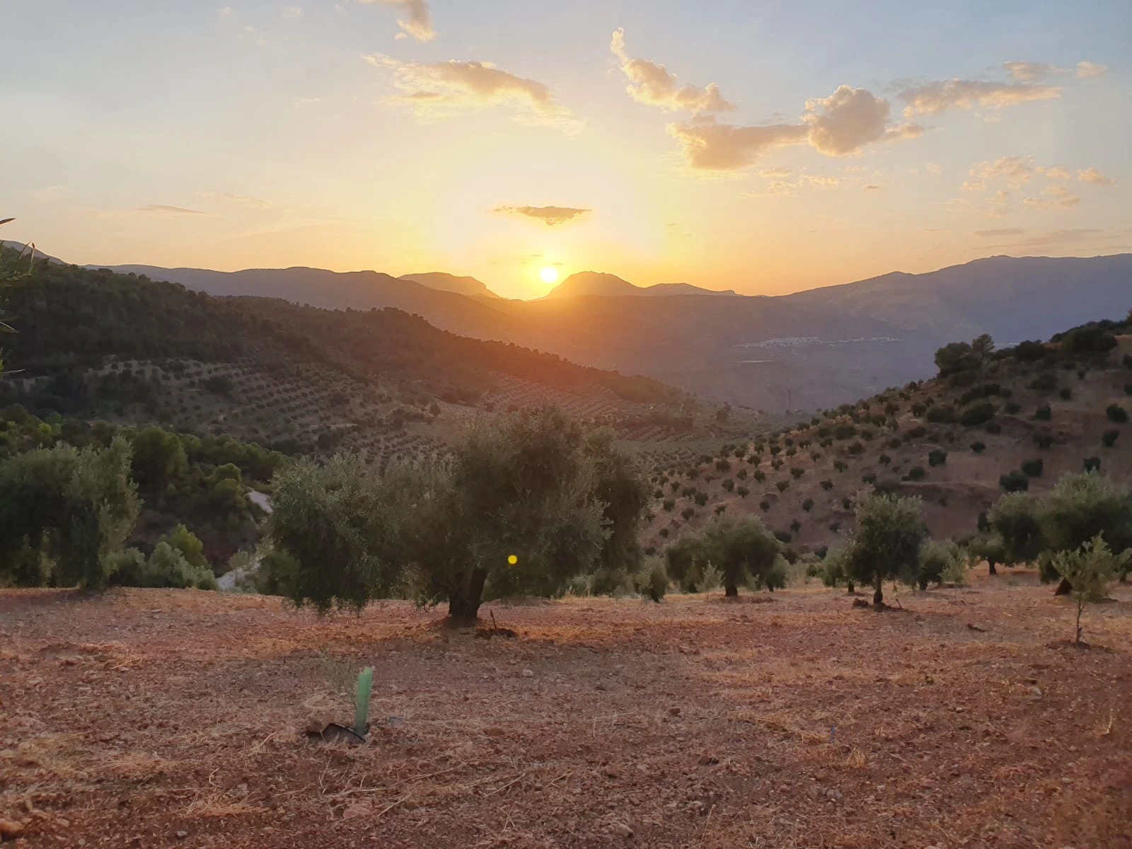 Soleil filtrant à travers les oliviers centenaires de la Sierra Mágina