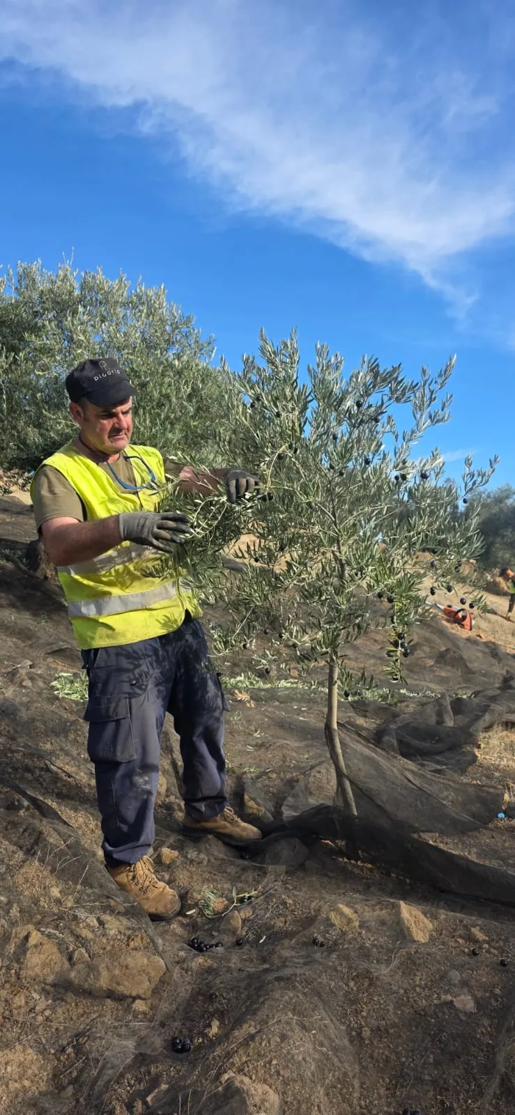 Jeune olivier planté par l'équipe du Domaine Picoria