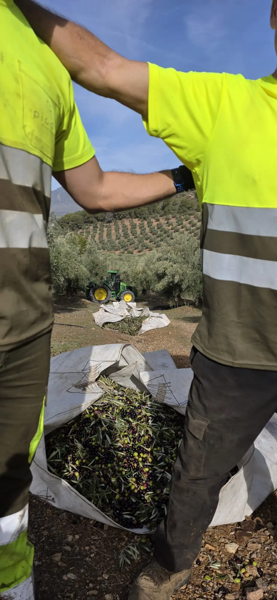 L'équipe du domaine triant les olives Picual récoltées