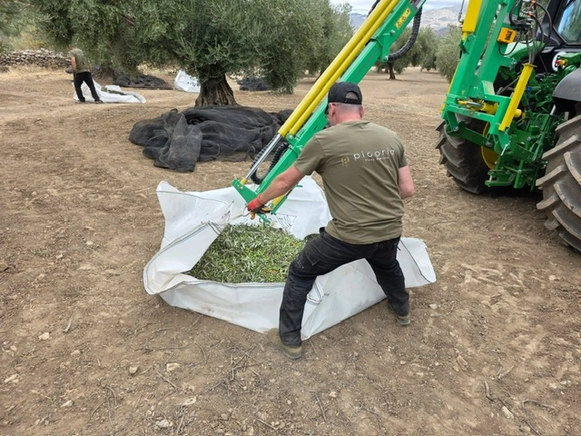 Tracteur transportant les olives récoltées vers le pressoir