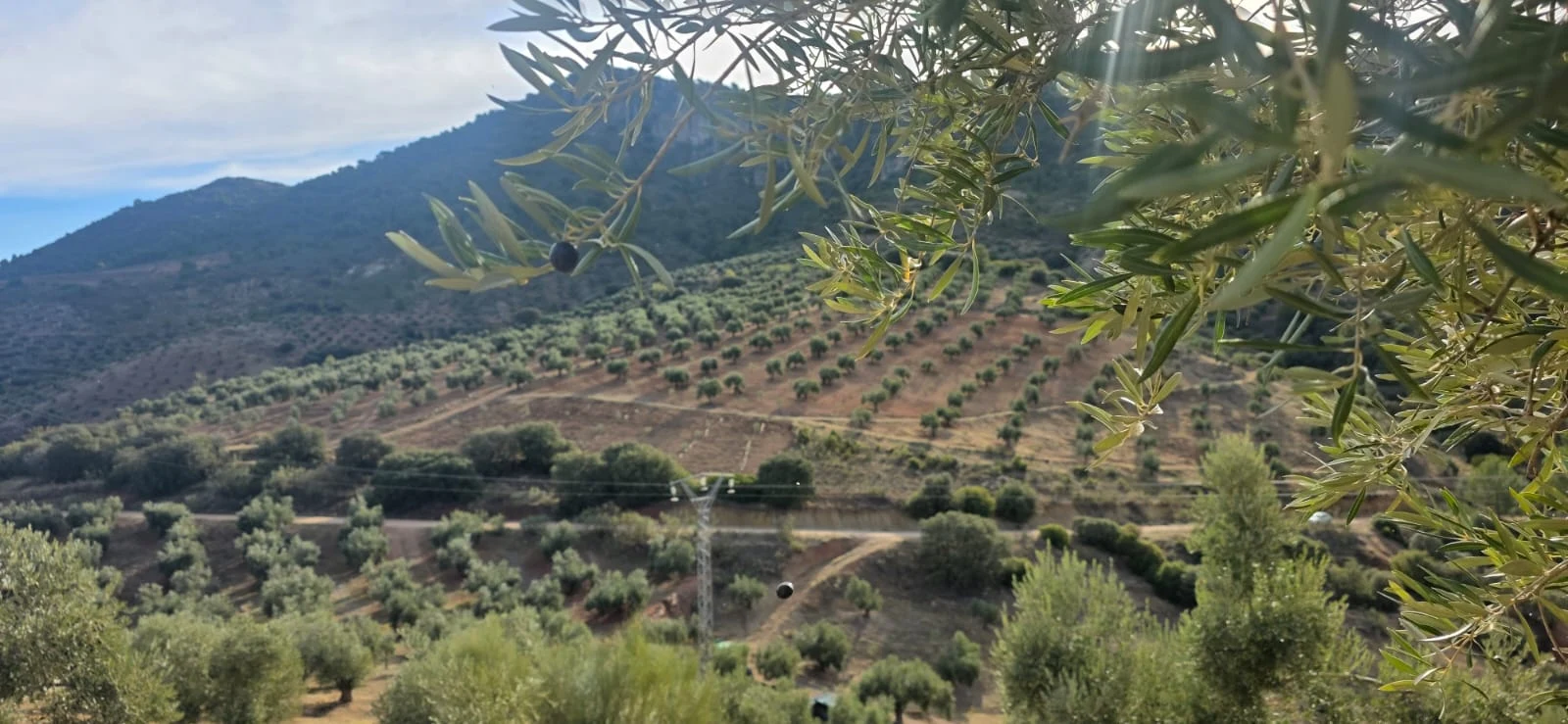 Vue panoramique de l'oliveraie du Domaine Picoria
