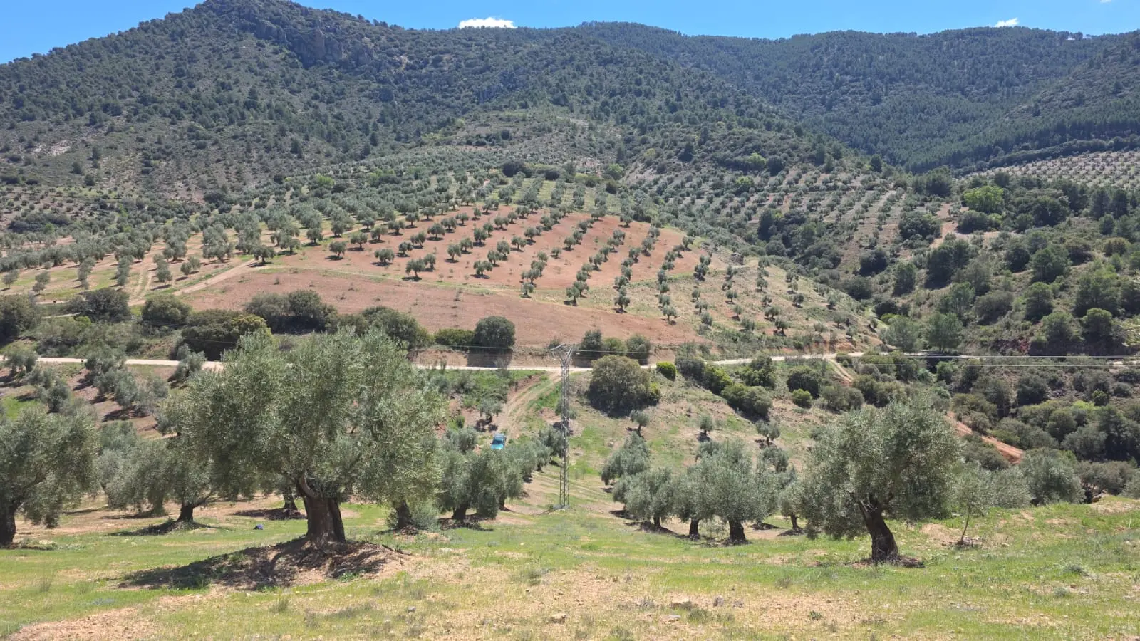 Vue panoramique sur l'oliveraie du Domaine Picoria