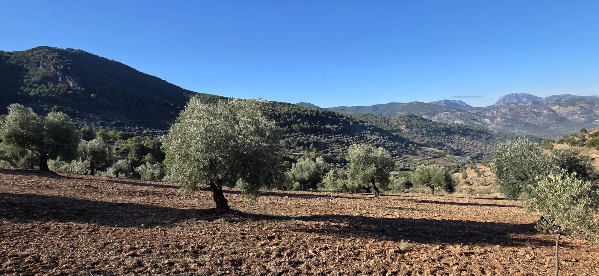Vaste oliveraie s'étendant sur les collines de la Sierra Mágina