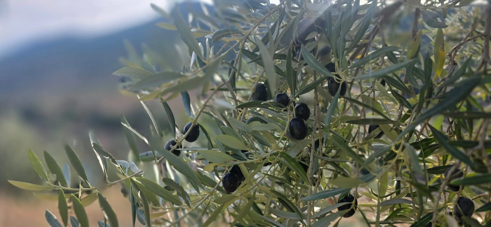 Gros plan sur une olive noire Picual à maturité