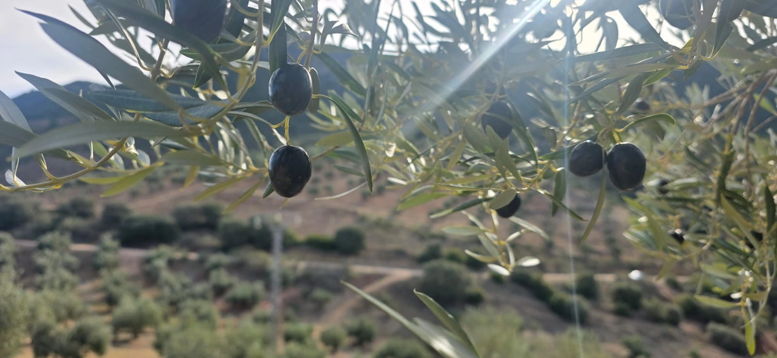 Gros plan sur une olive Picual mûrissante
