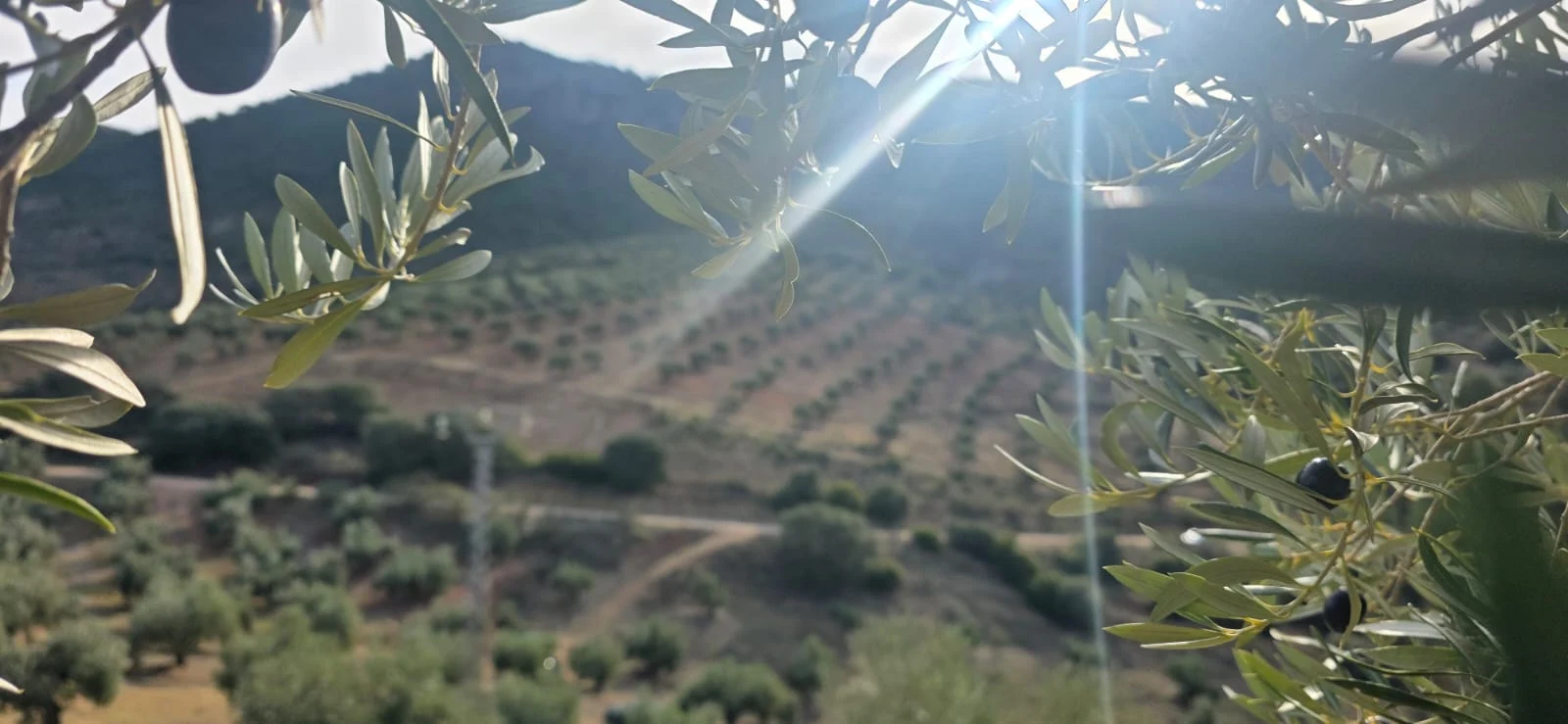 Oliveraie de la Sierra Mágina éclairée par le soleil